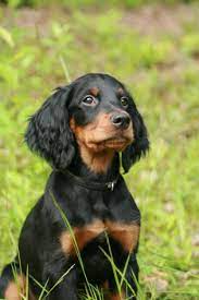 Elevage de la grange de ploumajou. Gordon Setter Hunde Wesen Temperament Erziehung Pflege