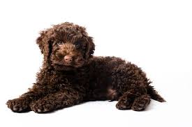 Portekiz su köpeği, yumuşak ve kabarık fakat çok az dökülen tüyleriyle alerjisi olanlar için uygun bir seçim olacaktır. Mini Labradoodle Bakim Rehberi Sevimli Oyuncak Ayi Ailesi Kopegi Mukemmel Kopek Irklari Irklar