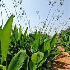 Image result for Thalia geniculata