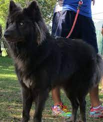 28 Blue German Shepherds Ideas Blue German Shepherd German Shepherd Puppies Shepherd Puppies