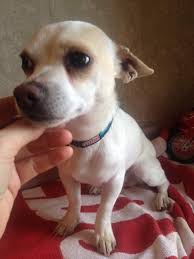 47 acres of rural land encompasses gorgeous walking trails, rolling hills. Adopt Randy On Petfinder Teacup Chihuahua Puppies Dog Adoption Chihuahua Love