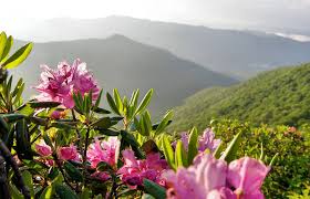 Join us on our mission to promote the enjoyment and conservation of north carolina's native plants and their habitats through education, cultivation, and advocacy! Craggy Gardens Blue Ridge Parkway