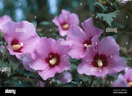 Image result for Hibiscus syriacus Violet Clair Double