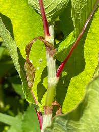 Image result for Polystachya leonardiana