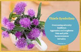 Thistle Flower Symbolism And Meaning Symbol Sage