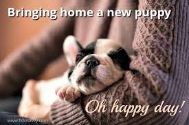 Crying is normal at first. Bringing Home A New Puppy