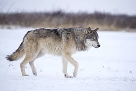A wolf pack is an exceedingly complex social unit—an extended family of parents, . Dna Reveals Lineage Of Ancient Dire Wolves Texas A M Today