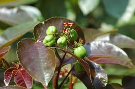 Image result for Jatropha scaposa