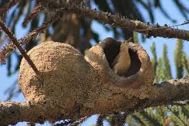 Birds That Make Mud Nests On Houses 13 Incredible Intricate Homes Of Animal Architects Architecte Construction Animaux