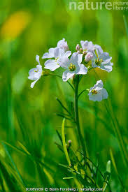 Image result for Cardamine pratensis