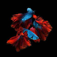 Capture The Moving Moment Of Red Blue Siamese Fighting Fish Isolated On Black Background Betta Fish Siamese Fighting Fish Betta Fish Betta