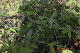 Image result for Tragia glabrata