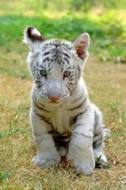 Rated 5.00 out of 5. 40 White Tiger Cubs Ideas White Tiger Cubs White Tiger Tiger