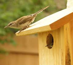Click the house wrens coloring pages to view printable version or color it online (compatible with ipad and android tablets). Nestwatch Know Your Neighbors Wrens Nestwatch
