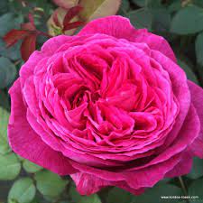 Top brands, low prices & free shipping on many items. Freifrau Caroline Fragrant Roses Shop By Type Garden Roses Rosen Kordes