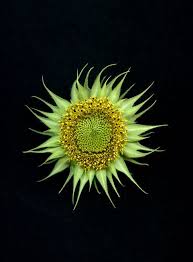 54531 01 Helianthus Annuus Flower Petal Art Flowers Photography Flora Flowers