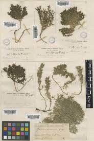 Image result for Galium chloroionanthum