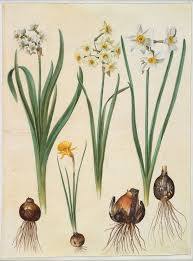 Narcissus Tazetta Narcissus Orientalis Corbularia Bulbocodium Kksgb2947 20 Flower Drawing Daffodil Flower Narcissus