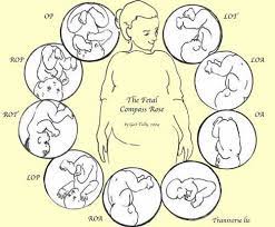 Is An Anterior Placenta Bad For Pregnancy And Birth Mother Rising