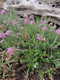 Erica Tetralix Sartene Erika Pflanzen Sonniger Blumen