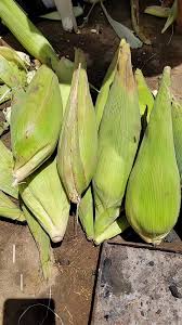 #familia #vallegrandebolivia🇧🇴 #bolivia #santacruzdelasierra🇳🇬 HUMINTAS  VALLEGRANDINAS #paratiiiiiiiiiiiiiiiiiiiiiiiiiiiiiii @alexandercalderon208  @Rene Peña Calderón218 @Adan Calderon Guzmán @🌻 Y ...