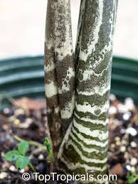 Image result for Gonatopus