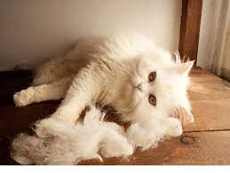 Shaving your cat might be an option. Persian Cat Shedding Everything You Need To Know Cat Brush Guide