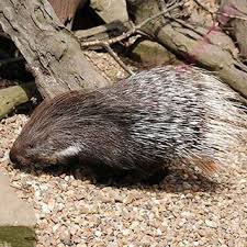 Her exhibitionist tendencies draw the interest of his musical clients and leads to visual fireworks. English To Bengali Dictionary Meaning Of Porcupine In Bengali Is à¦¶à¦œ à¦°