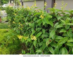 Image result for Tristellateia