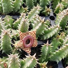 Image result for Huernia zebrina
