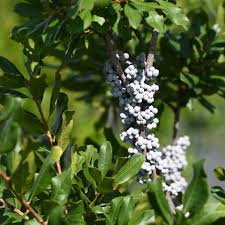 Image result for Bertiera angusiana