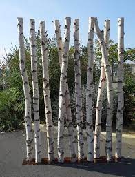 Hauteur, diamètre troncs de bouleaux pouvant être montés sur platine. Paravent En Troncs De Bouleaux De 2m50 De Hauteur Et 30 Cm De Largeur Deco Nature France