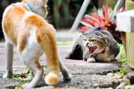 When cats attack your feet. Why Is My Cat Attacking My Other Cat Rehome By Adopt A Pet Com