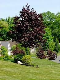 We did not find results for: My Weeds Are Very Sorry Big Purple Trees Lawn And Garden Garden Trees Flowering Trees
