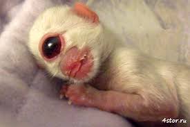 Résultat de recherche d'images pour "мутанты"