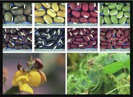Image result for Vigna reticulata