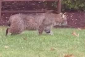 Steve verschoor says he was on his way to buy a newspaper when he saw a bobcat attacking a. Bobcat Attacks 12 Year Old Boy In Connecticut Backyard