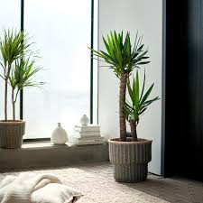 Here you can find your local ikea website and more about the ikea business idea. Yucca Elephantipes Potted Plant Spineless Yucca 2 Stem Ikea Ireland