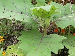 These are ornamental eggplants that look a lot like miniature pumpkins. Plant Oddity Pumpkin On A Stick