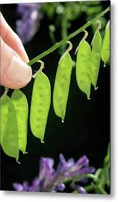 Image result for Vicia villosa