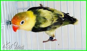Image result for lovebird Blorok