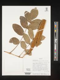 Image result for Markhamia obtusifolia