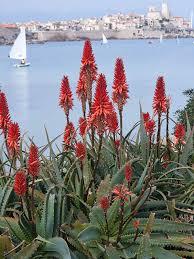 Image result for Aloe arborescens