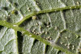 Squash bugs like to congregate under objects, such as boards and tarps, during the active season. Common Zucchini Pests And How To Get Rid Of Them Garden Eco
