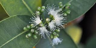 Image result for Syzygium cordatum