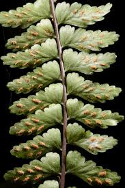 Image result for Asplenium diplazisorum