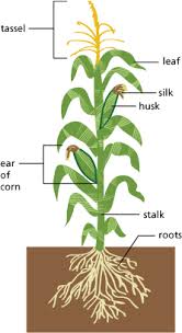 Likewise, how many ears of corn does a silver queen stalk have? Corn Living History Farms Iowa Learning Fields