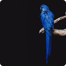 Perroquet Ara Hyacinthe Parrot Bird Parrot Wallpaper