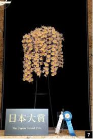 Image result for Manniella gustavi