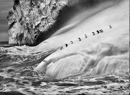Maybe you would like to learn more about one of these? Wallpaper Landscape Penguins Animals Sea Water Rock Nature Snow Winter Jumping Iceberg Ice Antarctica Waves Sebastiao Salgado Black And White Monochrome Photography Geological Phenomenon Wind Wave 3165x2315 Px 3165x2315 Wallhaven